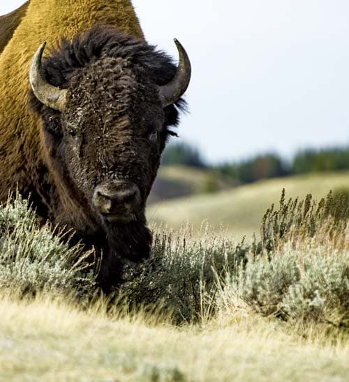 Maine Drilling and Blasting Bison