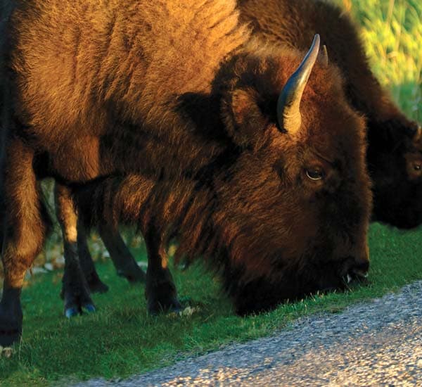 Bison Eating Grass