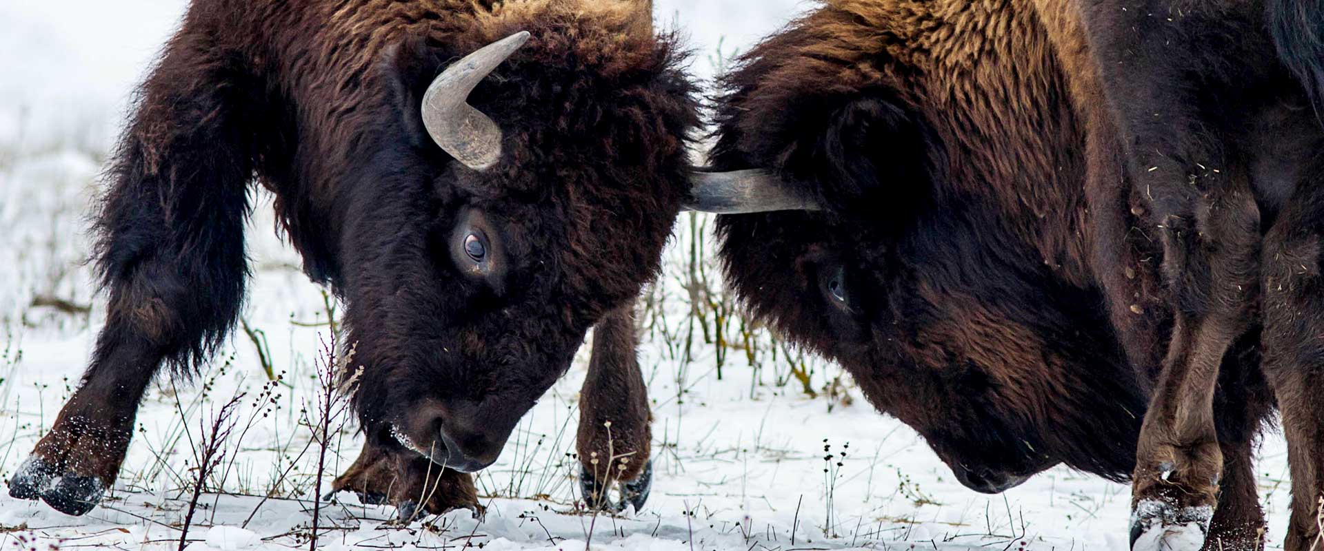 Maine Drilling and Blasting Bison