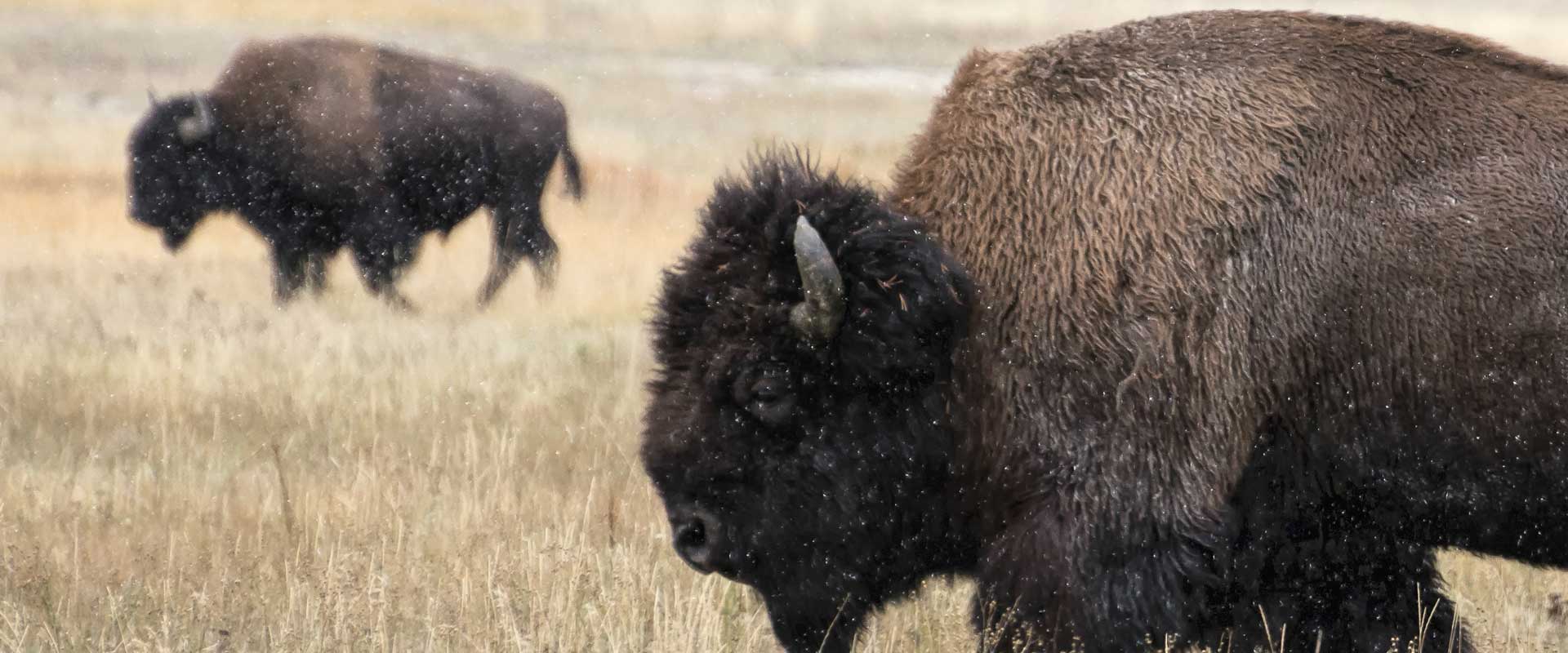 Maine Drilling and Blasting Bison