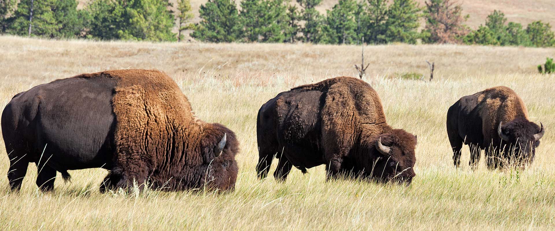 Maine Drilling and Blasting Bison