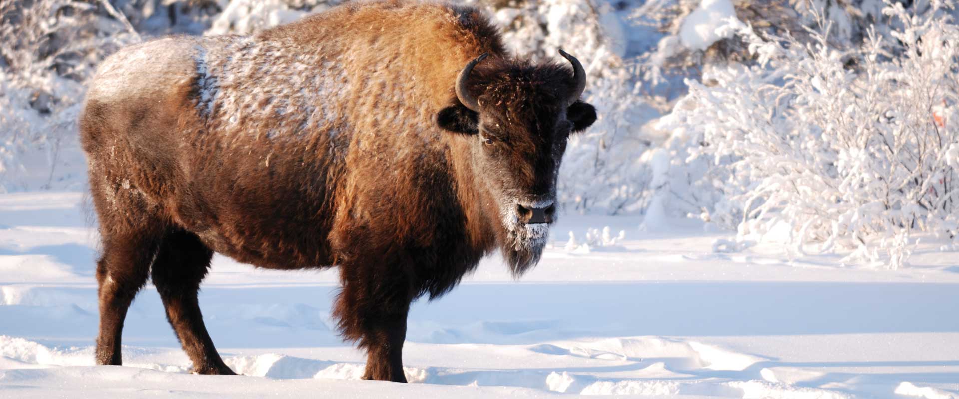 Maine Drilling and Blasting Bison