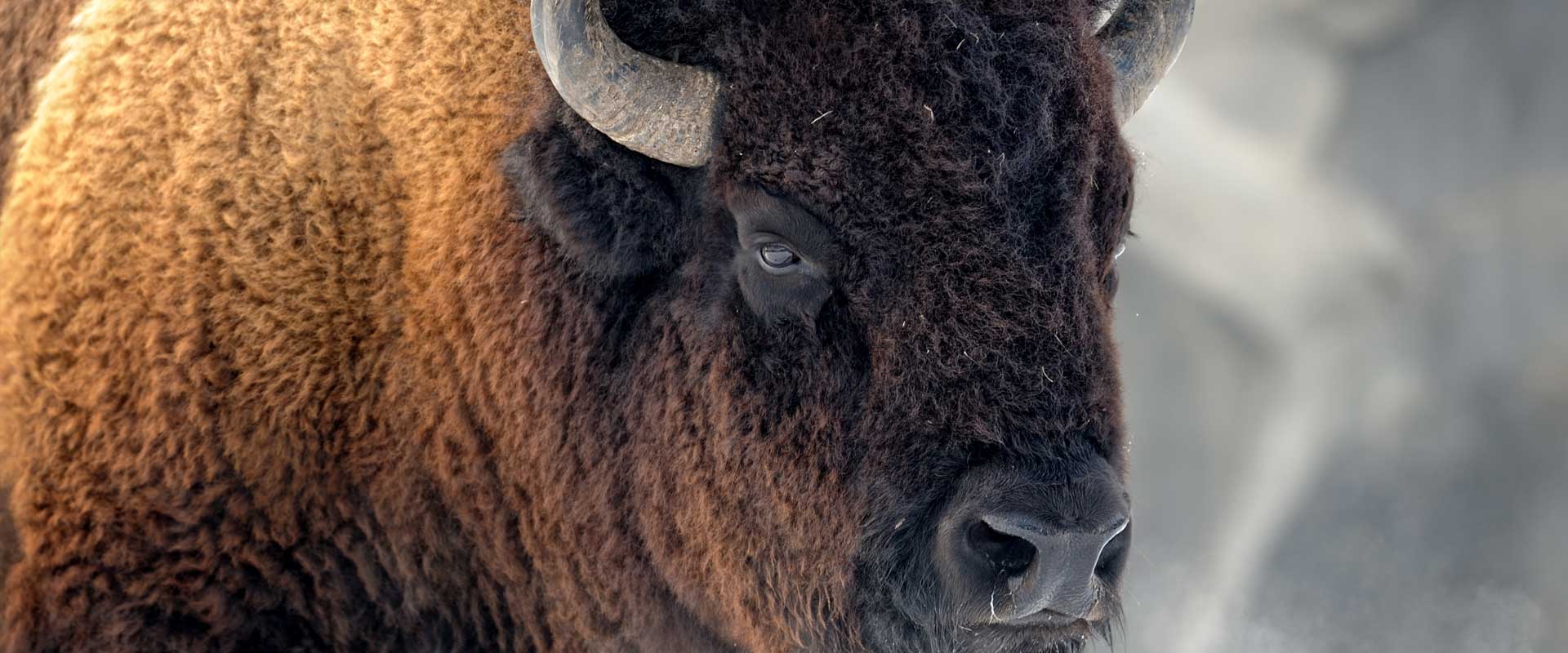 Maine Drilling and Blasting Bison