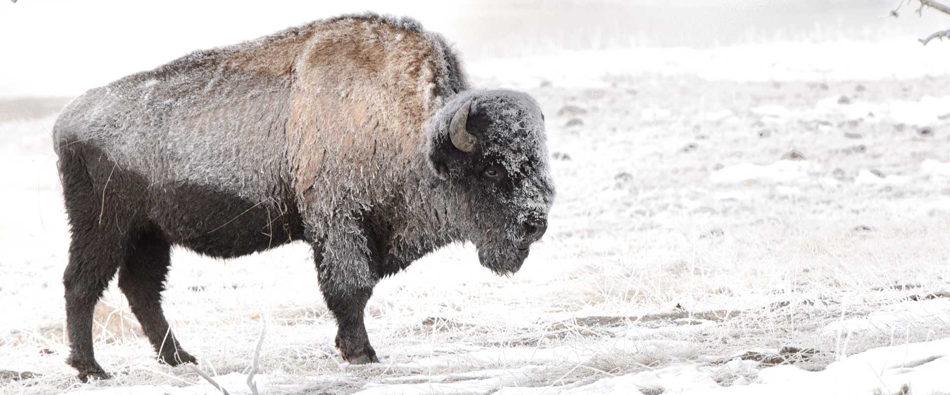 Maine Drilling and Blasting Bison