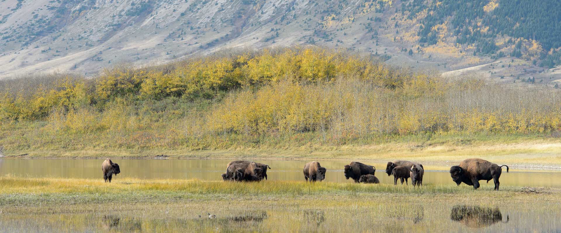 Maine Drilling and Blasting Bison