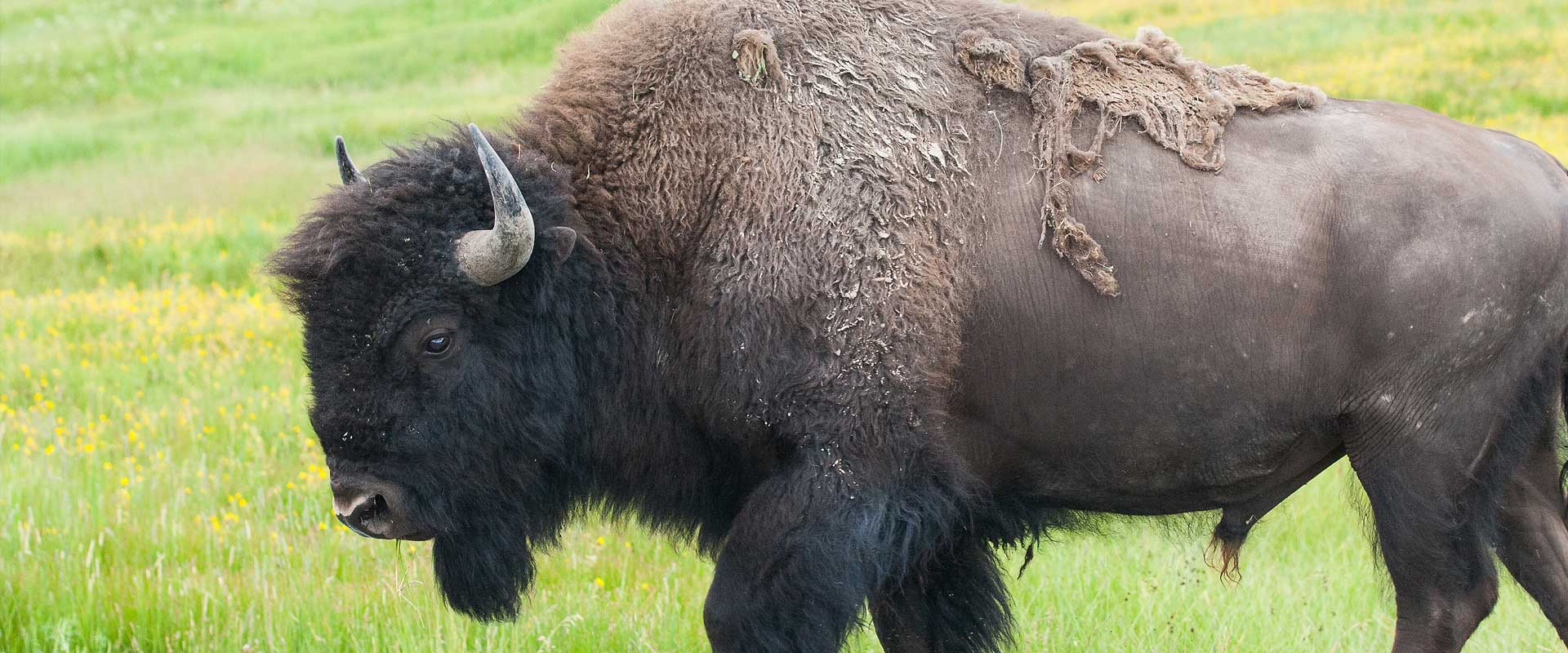 Maine Drilling and Blasting Bison