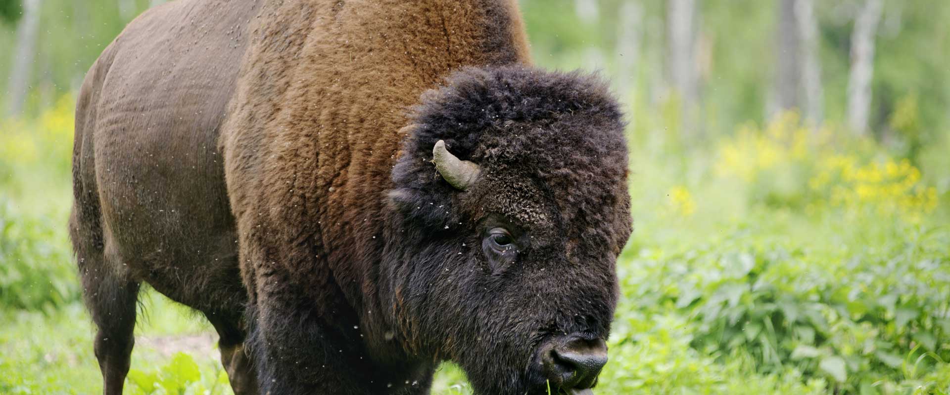 Maine Drilling and Blasting Bison