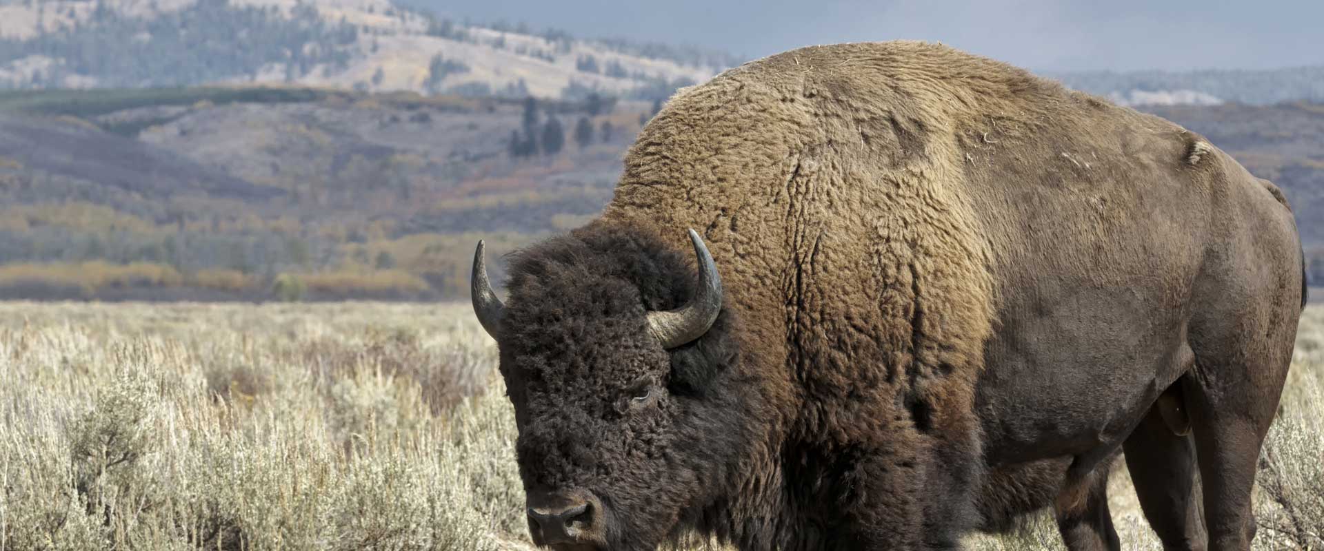 Maine Drilling and Blasting Bison